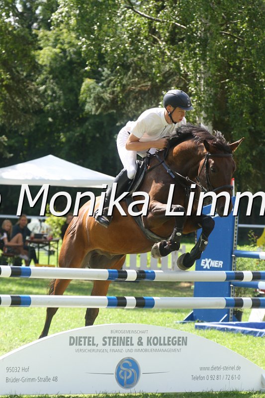 308M0178_Captain Gold_Springpferde_L.JPG